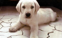 Labrador